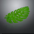 Vibrant Green Monstera Leaf Isolated On Dark Gray Background With Tropical Plant Characteristics