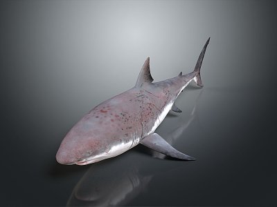 shark great white shark whale shark hammerhead shark tiger head shark man-eating shark blue shark coral red coral white coral 3d model