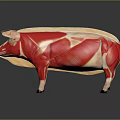 Pig Anatomical Model Showing Detailed Muscle Structure For Educational Use 3d model