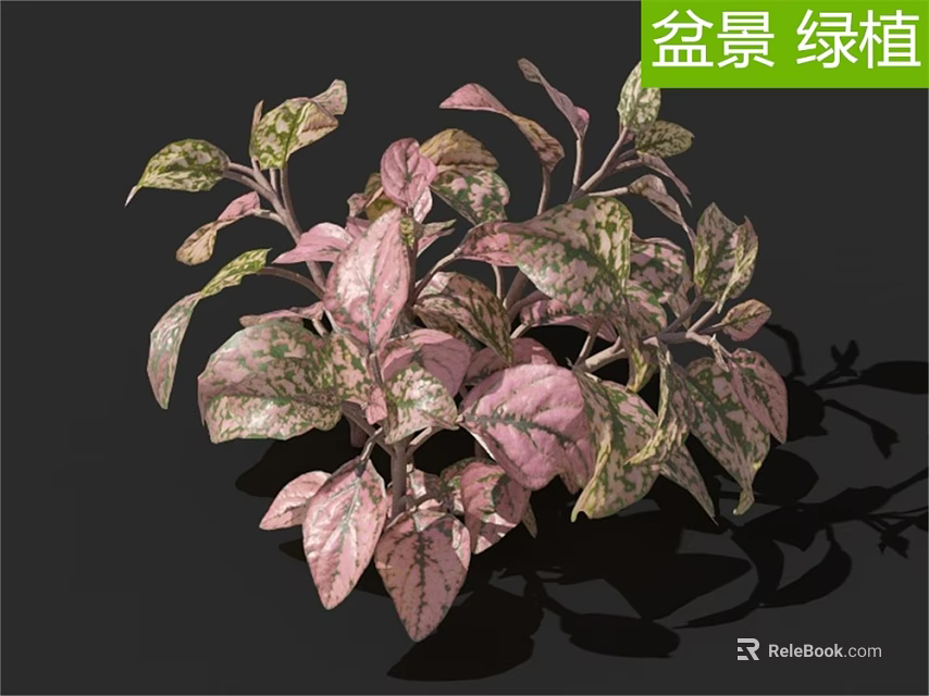 Decorative Indoor Bonsai Green Plant With Pink And Green Variegated Leaves 3d model 