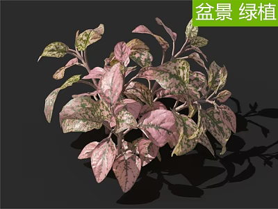 Decorative Indoor Bonsai Green Plant With Pink And Green Variegated Leaves 3d model