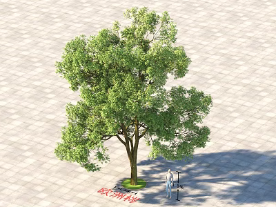 Deciduous Tree With Green Lush Foliage Growing On Paved Ground And Shade 3d model