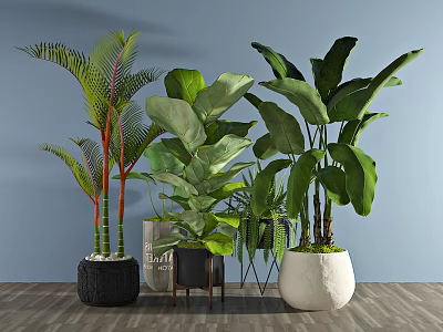 Large Leaf Indoor Potted Houseplants In Various Design Pots For Home Interior 3d model
