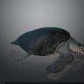 Dark Blue Sea Turtle With Textured Shell And Webbed Flippers On Gray Surface
