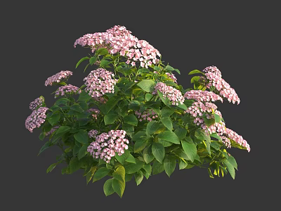 Lush Pink Hydrangea Plant With Green Leaves And Flourishing Blooms 3d model