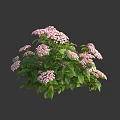 Lush Pink Hydrangea Plant With Green Leaves And Flourishing Blooms