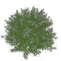 Round Shaped Potted Plant With Green Leaves And Small White Flowers