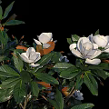 Tall Lush Arbor Trees With Dense Green Leaves And White Blossoms