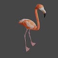 Full Body View Of Pink Flamingo Standing On Long Legs With Neutral Gray Background