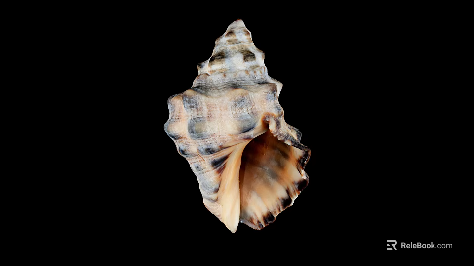 Marine Conch Animal With Spiral Shell Brown Beige Patterns Natural Texture And Curved Edges 3d model 