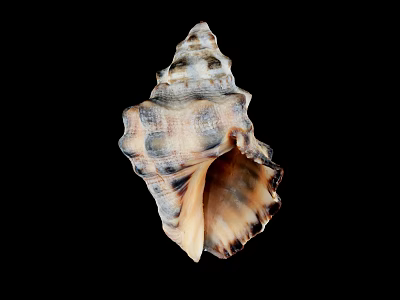 Marine Conch Animal With Spiral Shell Brown Beige Patterns Natural Texture And Curved Edges 3d model