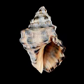 Marine Conch Animal With Spiral Shell Brown Beige Patterns Natural Texture And Curved Edges