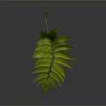 Green Pinnate Plant Leaf With Multiple Leaflets Long Petiole And Red Tip 3d model