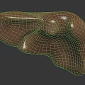 Human Liver Organ 3D Model With Textured Brown Surface And Hair Like Structures