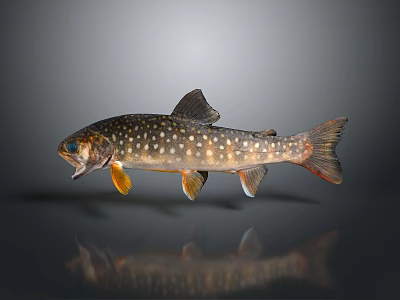 Spotted Fish With White Spots And Orange Fins On Gray Background With Reflection 3d model