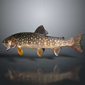 Spotted Fish With White Spots And Orange Fins On Gray Background With Reflection