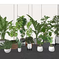 Indoor Potted Plants With Various Green Species And Stylish Decorative Planters