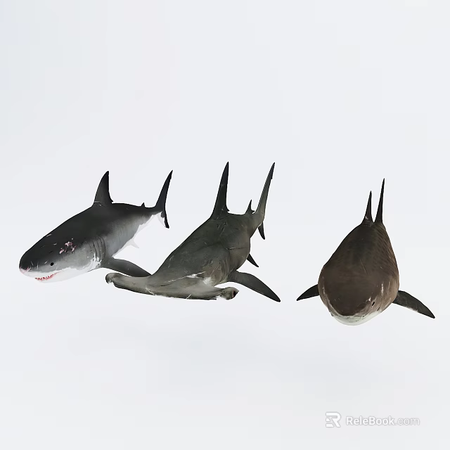 Three Different Sharks Swimming In Ocean Water With Distinct Fins And Body Shapes 3d model 