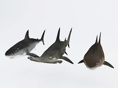 Three Different Sharks Swimming In Ocean Water With Distinct Fins And Body Shapes 3d model