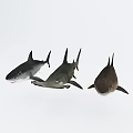 Three Different Sharks Swimming In Ocean Water With Distinct Fins And Body Shapes
