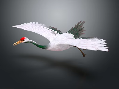 White and Green Crane Flying with Red Crown Yellow Beak on Gray Background 3d model
