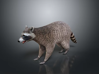 Lifelike 3D Raccoon Model With Open Mouth Standing On Gray Background 3d model