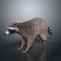 Lifelike 3D Raccoon Model With Open Mouth Standing On Gray Background