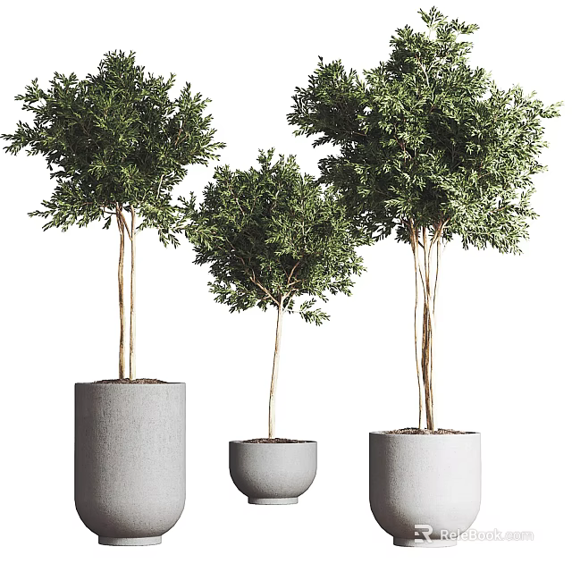Modern Bonsai Potted Plants In Different Sizes With Gray Ceramic Pots 3d model