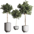 Modern Bonsai Potted Plants In Different Sizes With Gray Ceramic Pots 3d model