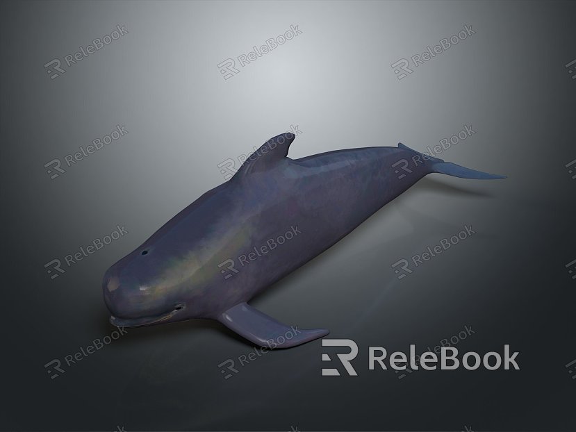 whale cartoon whale mammal marine mammal marine animal fish freshwater fish marine fish model