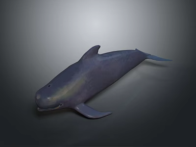 Gray Aquatic Animal Dolphin With Streamlined Body Natural Posture And Smooth Skin Texture 3d model