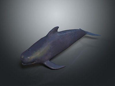 whale cartoon whale mammal marine mammal marine animal fish freshwater fish marine fish model