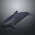 Gray Aquatic Animal Dolphin With Streamlined Body Natural Posture And Smooth Skin Texture