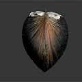Mussel Shell With Brown Black Orange Stripes And White Spots On Dark Background