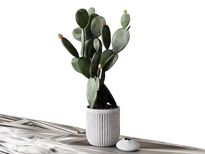 Decorative Cactus Potted Plant in Gray Textured Pot on Textured Cloth with Small White Stone 3d model