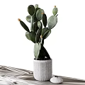Decorative Cactus Potted Plant in Gray Textured Pot on Textured Cloth with Small White Stone