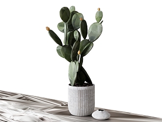 potted plant flowerpot cactus 3d model