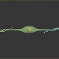 Medical Device 3D Neuron Model With Green Cell Body Yellow Nucleus Blue Synapses
