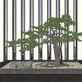 Indoor Decorative Bonsai Tree With Green Foliage Rocks Moss And Modern Design