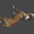 Brown And White Dog Standing With Open Mouth And Tongue Out Against Gray Background