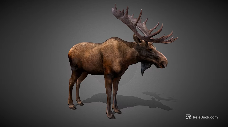 Realistic Moose With Large Antlers Brown Fur And Standing Posture 3d model 
