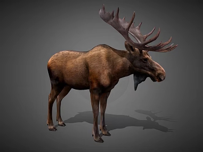Realistic Moose With Large Antlers Brown Fur And Standing Posture 3d model