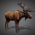 Realistic Moose With Large Antlers Brown Fur And Standing Posture