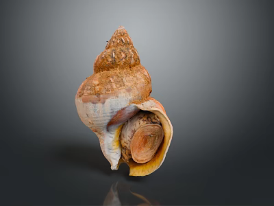 Unique Aquatic Animal Conch Shell With Spiral Shape And Natural Brown Texture From Ocean Seabed 3d model