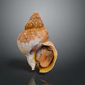 Unique Aquatic Animal Conch Shell With Spiral Shape And Natural Brown Texture From Ocean Seabed
