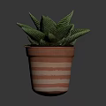 Green Leafy Succulent Plant in Striped Terracotta Pot Against Dark Background