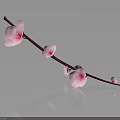 Delicate Pink Blossom Branch with Flowers on Dark Background with Reflections