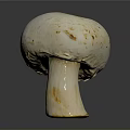Whole Fresh Edible White Mushroom with Smooth Cap and Firm Stem