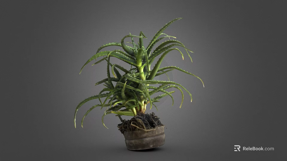 Aloe Vera Plant With Green Spiky Leaves In Clay Pot On Gray Background 3d model 