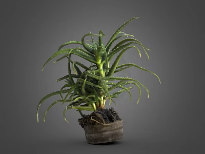 Aloe Vera Plant With Green Spiky Leaves In Clay Pot On Gray Background 3d model